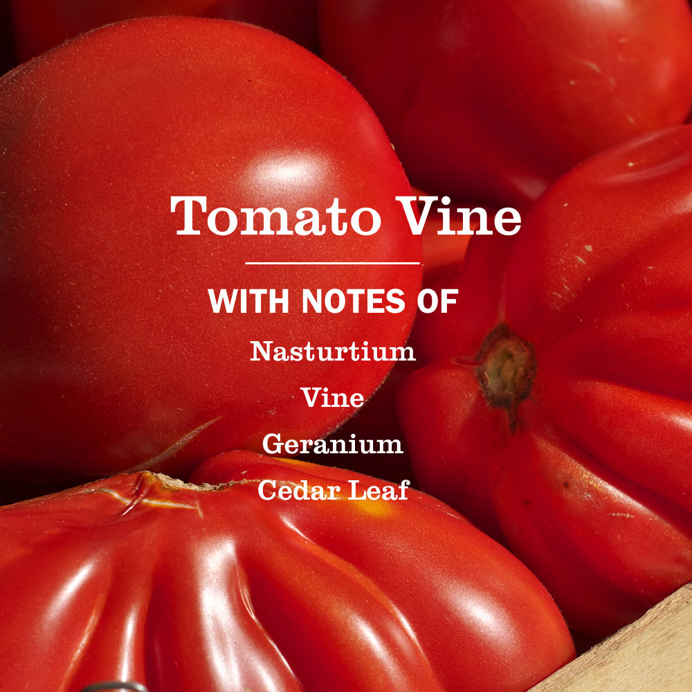 Mrs. Meyer's Tomato Vine Everyday Multi-Surface Cleaner 3-Count Bundle
